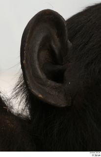 Chimpanzee Bonobo ear 0010.jpg